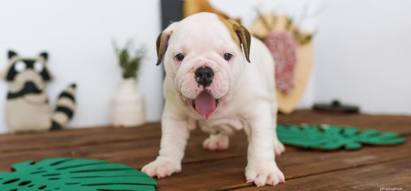 Can Dogs Smell Blood? Exploring Their Remarkable Olfactory Ability