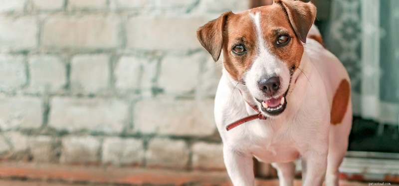 How Dogs Detect Cadavers: The Science Behind Their Powerful Nose