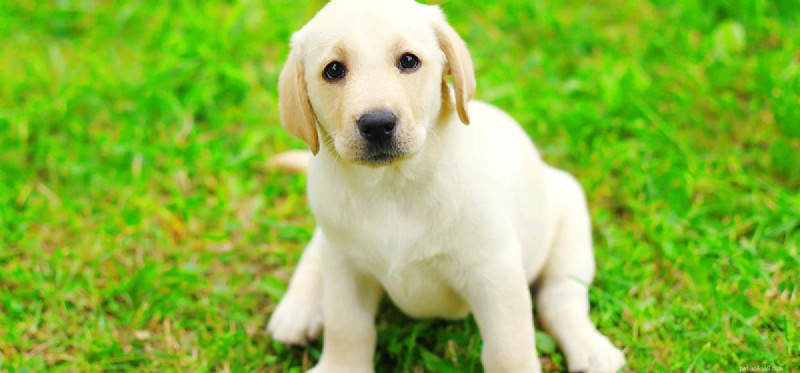 How Dogs Detect Cadavers: The Science Behind Their Powerful Nose