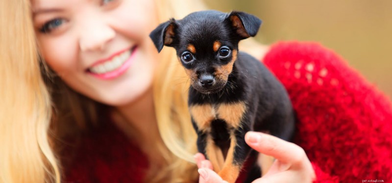 Do Dogs Detect Cancer Through Smell? A Scientific Review