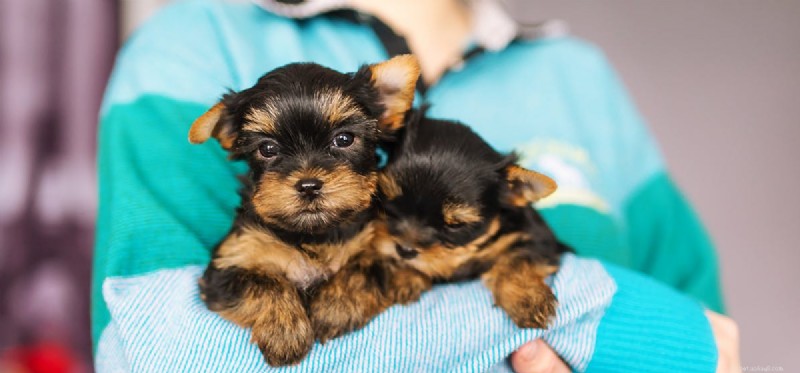 Do Dogs Detect Cancer? How Canine Smell Can Spot Illness Early
