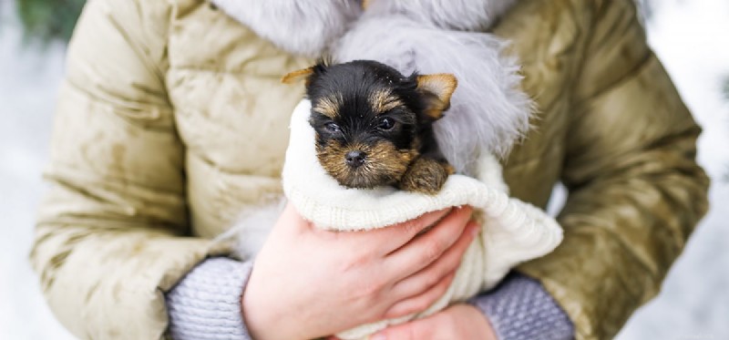 Do Dogs Detect Cancer? How Canine Smell Can Spot Illness Early