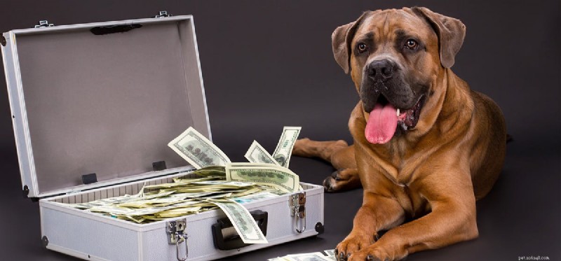 Can Dogs Detect Cash? The Science Behind Currency‑Sniffing Canines