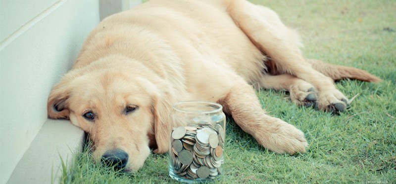 Can Dogs Detect Cash? The Science Behind Currency‑Sniffing Canines