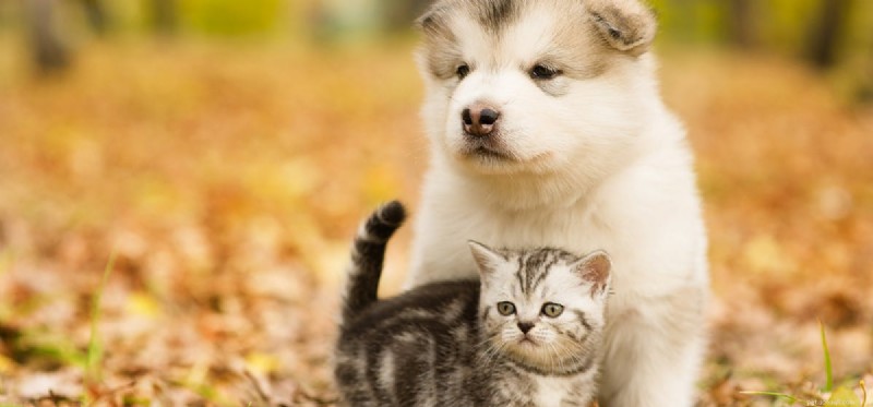 Do Dogs Actually Detect Cats? Understanding Canine Scent Perception