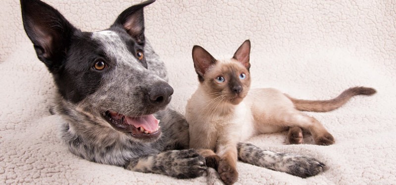 Do Dogs Actually Detect Cats? Understanding Canine Scent Perception