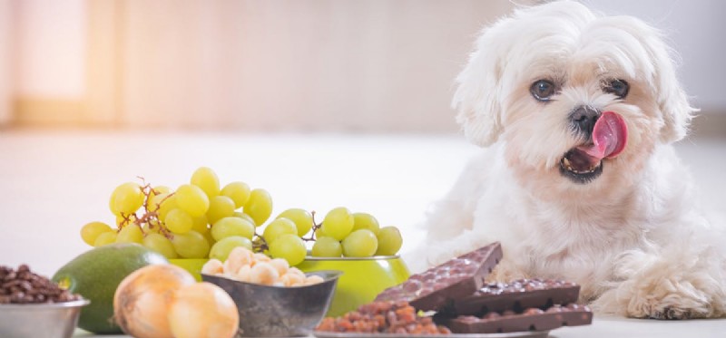 Can Dogs Detect Chocolate? Understanding Their Powerful Scent Sense
