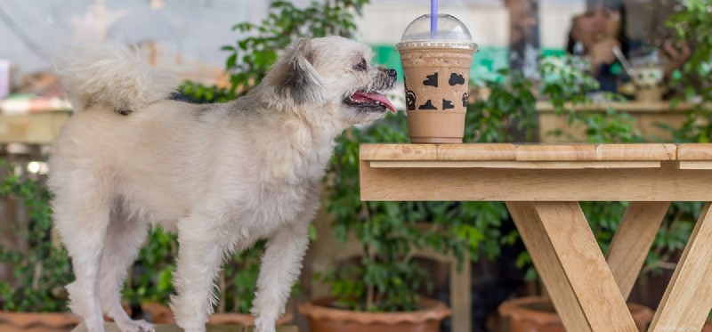 Can Dogs Detect Chocolate? Understanding Their Powerful Scent Sense