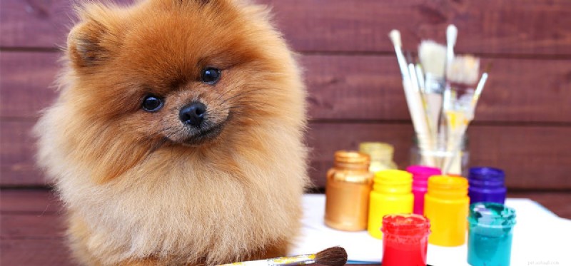 How Dogs Perceive Color: What Their Vision Really Looks Like