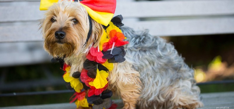 How Dogs Perceive Color: What Their Vision Really Looks Like