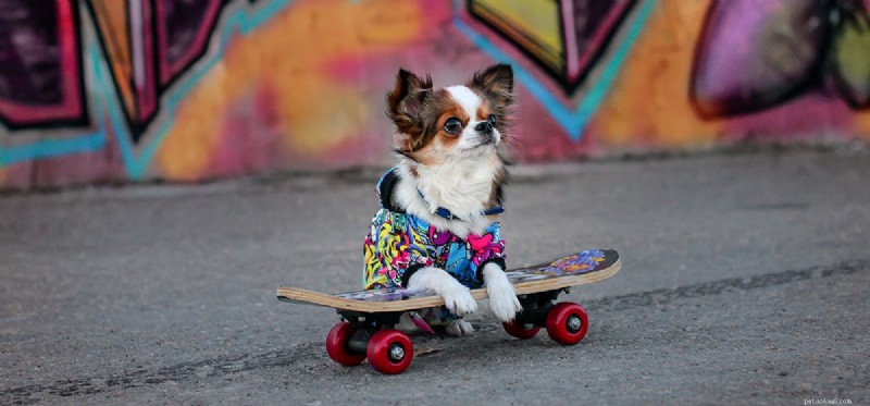 How Dogs Perceive Color: What Their Vision Really Looks Like