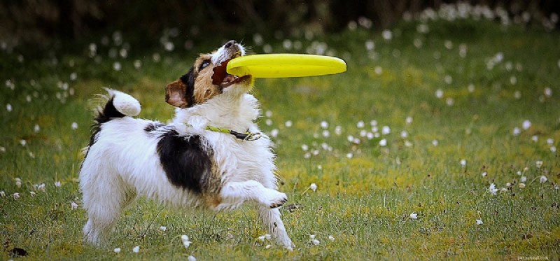 How Dogs Perceive Color: What Their Vision Really Looks Like
