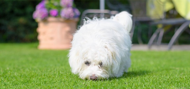 Can Dogs Detect and Respond to Drug Concentrates?