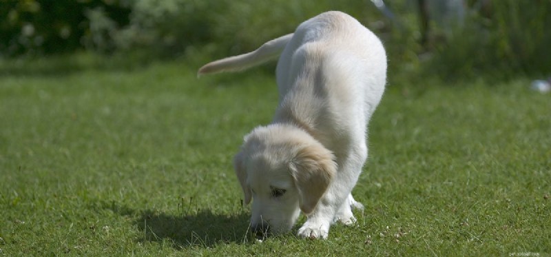 Can Dogs Detect and Respond to Drug Concentrates?