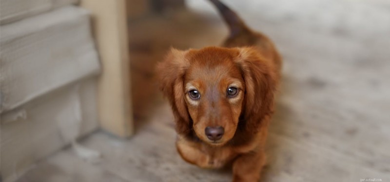 Can Dogs Detect and Respond to Drug Concentrates?
