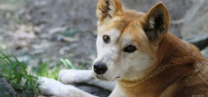 Do Dogs Detect Coyotes by Smell?