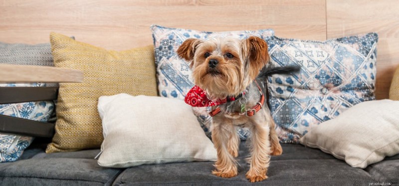 How Dogs Detect Human Cuts Through Their Extraordinary Sense of Smell