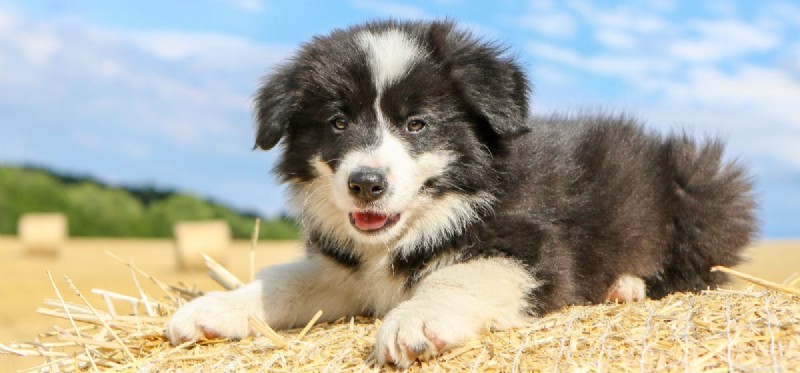How Dogs Detect Human Cuts Through Their Extraordinary Sense of Smell