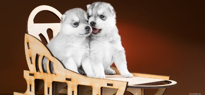 Do Drug‑Detection Dogs Detect Dab Pens?