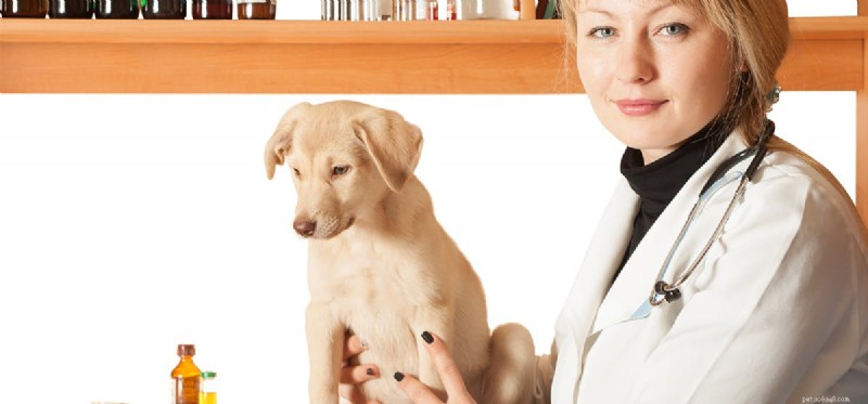 Can Dogs Detect DNA? Exploring Their Incredible Smell Power