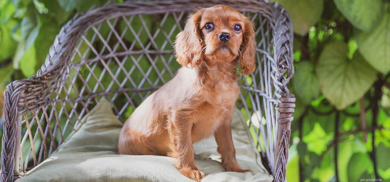 Can Dogs Detect DNA? Exploring Their Incredible Smell Power