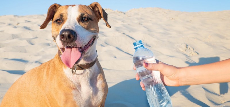 Can Dogs Detect Drugs in Water? Discover How Their Powerful Nose Works