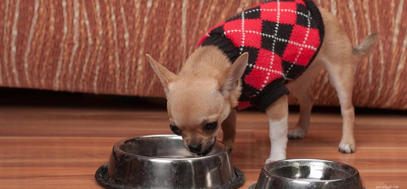 Can Dogs Detect Drugs in Water? Discover How Their Powerful Nose Works