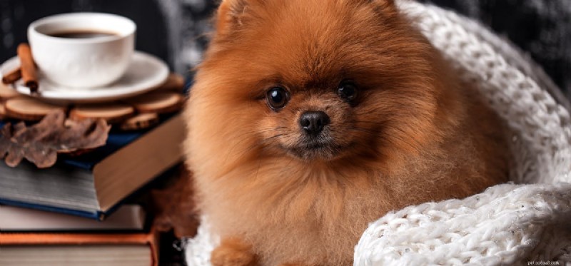 Can Dogs Detect Drugs Amid Strong Coffee Odors?