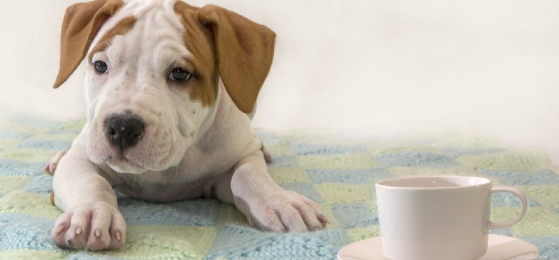 Can Dogs Detect Drugs Amid Strong Coffee Odors?