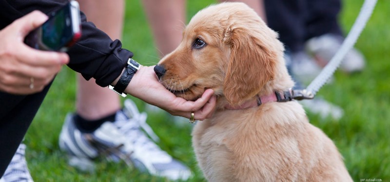 How Dogs Detect Family Members Using Their Remarkable Sense of Smell