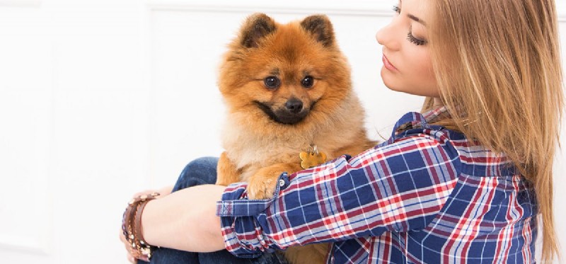 How Dogs Detect Female Hormone Changes Using Their Super Sense of Smell