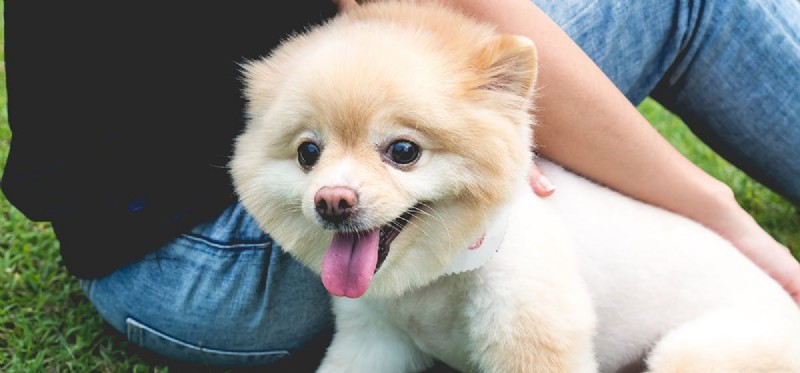 How Dogs Detect Female Hormone Changes Using Their Super Sense of Smell