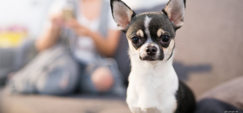 How Dogs Detect Female Hormone Changes Using Their Super Sense of Smell