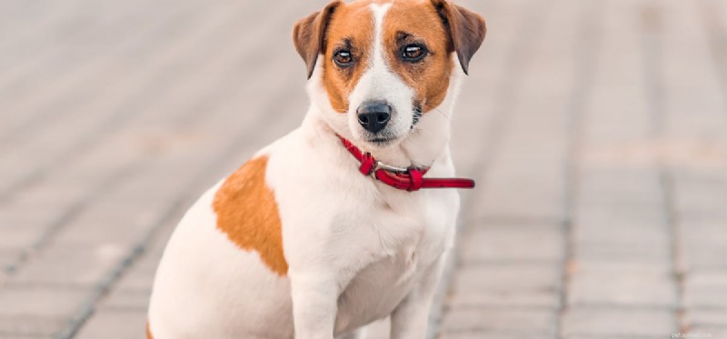 Can Dogs Detect Fentanyl? Training, Effectiveness, and Importance