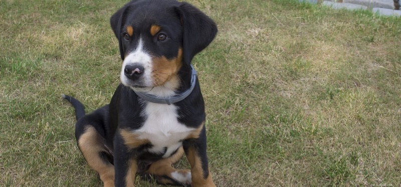Can Dogs Detect Fentanyl? Training, Effectiveness, and Importance