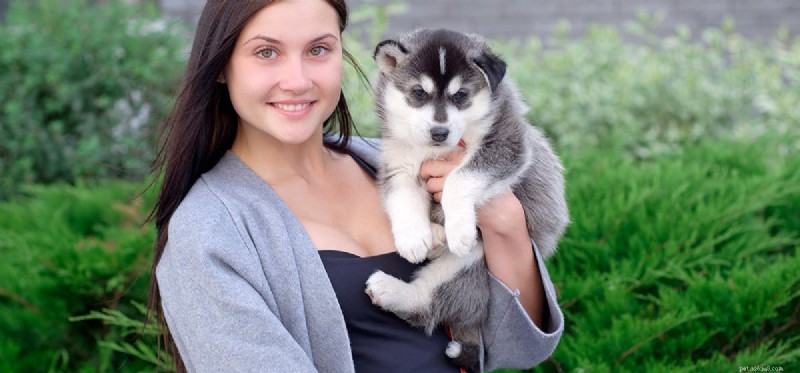 Can Dogs Detect Fertility? Understanding How Their Nose Helps Predict Pregnancy