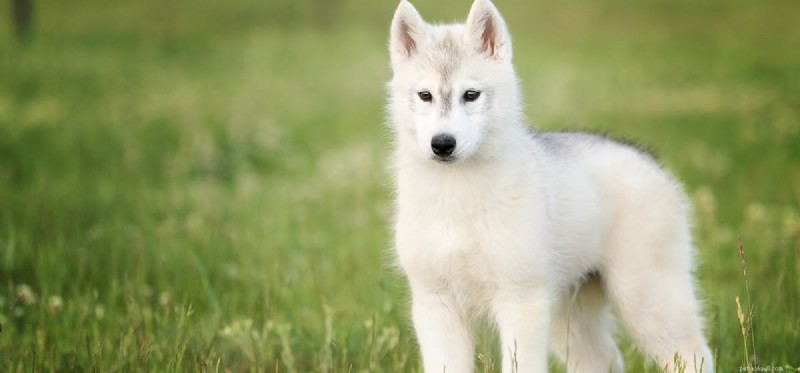 How Dogs Detect Firearms: Training, Capabilities, and Law Enforcement Use