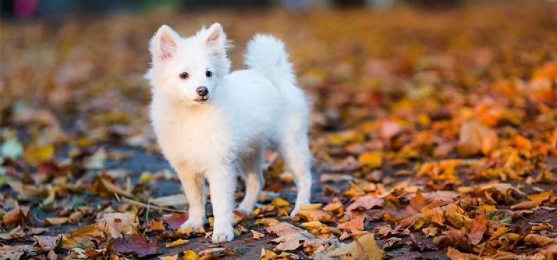 How Dogs Detect Firearms: Training, Capabilities, and Law Enforcement Use