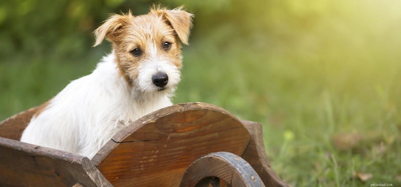 How Dogs Detect Firearms: Training, Capabilities, and Law Enforcement Use