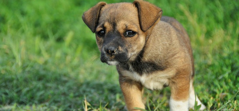 How Dogs Detect Firearms: Training, Capabilities, and Law Enforcement Use