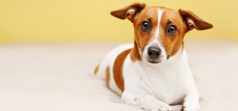 Do Dogs Detect Gas Leaks? A Reliable Guide