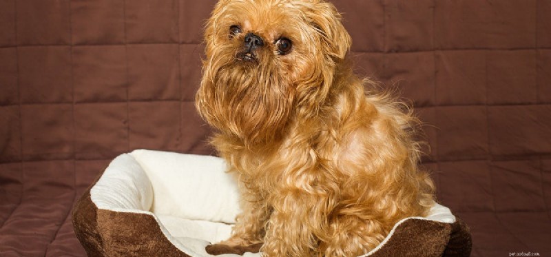 Do Dogs Detect Gas Leaks? A Reliable Guide