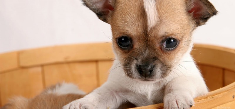 Do Dogs Detect Gas Leaks? A Reliable Guide