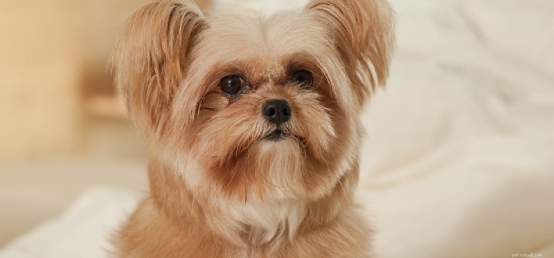 Do Dogs Detect Gas Leaks? A Reliable Guide