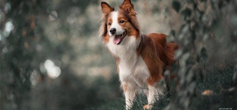 Can Dogs Detect Grubs? Understanding Their Exceptional Smell