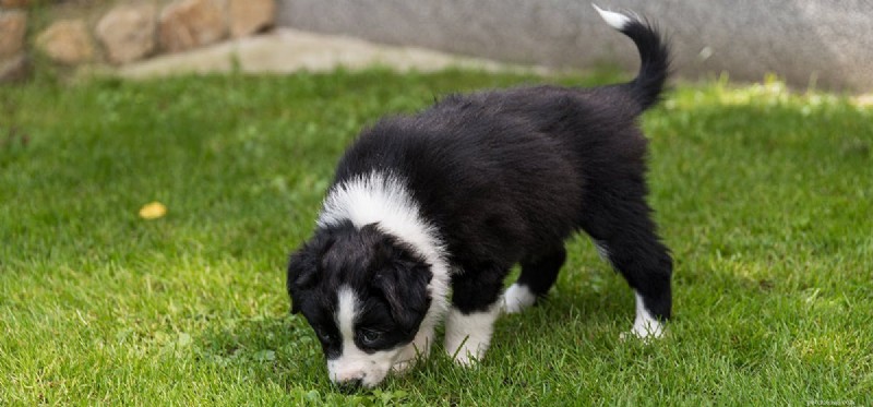 Can Dogs Detect Grubs? Understanding Their Exceptional Smell
