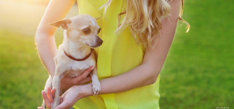 Can Dogs Detect Hormonal Changes Through Their Nose?
