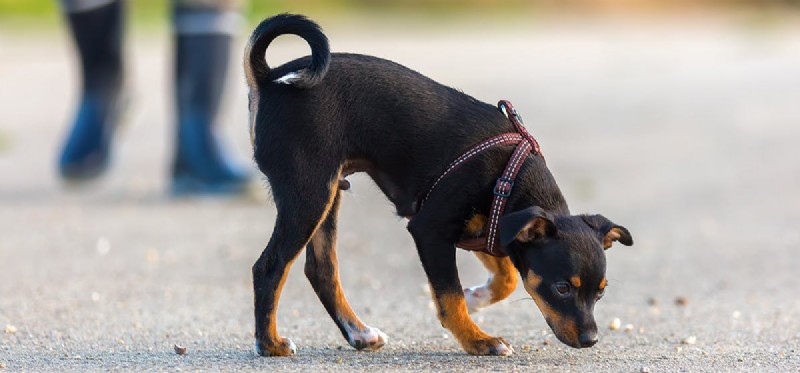 Can Dogs Detect Grubs? Understanding Their Exceptional Smell