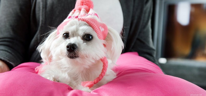 Can Dogs Detect Hormonal Changes Through Their Nose?