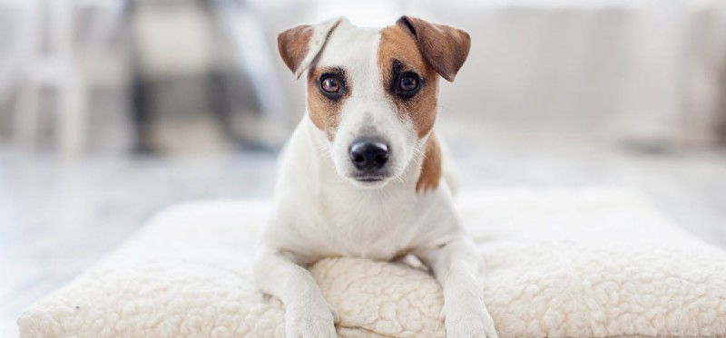 Can Dogs Detect Human Pheromones? The Science Behind Their Nose